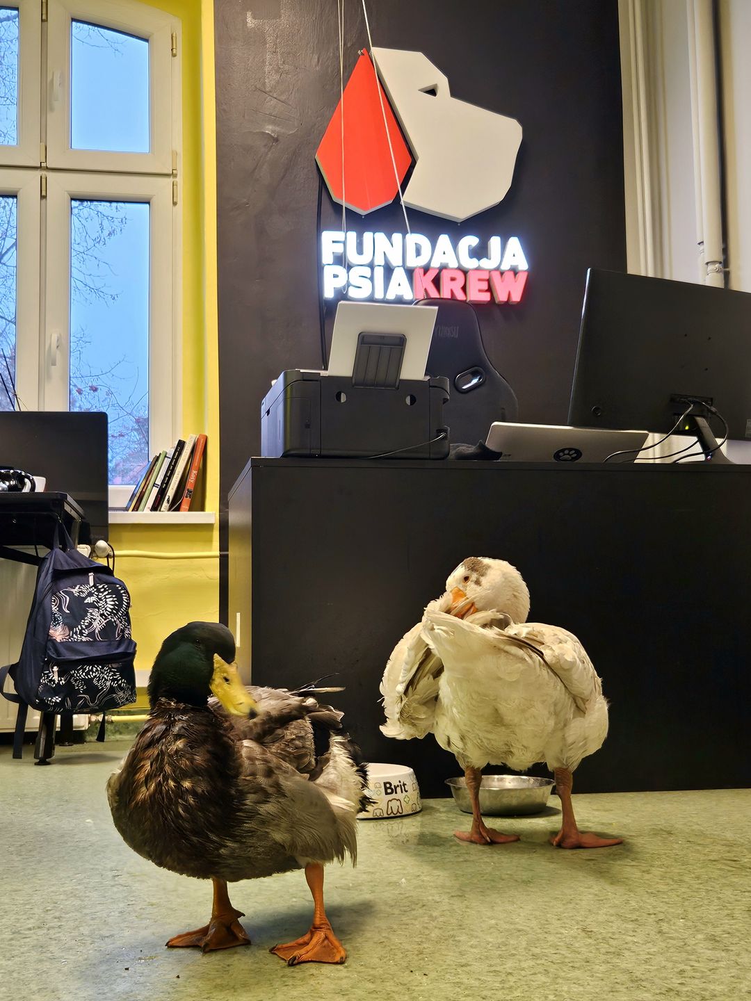 Sunny, Wirek i Kundelino to prawdziwi rzecznicy praw zwierząt