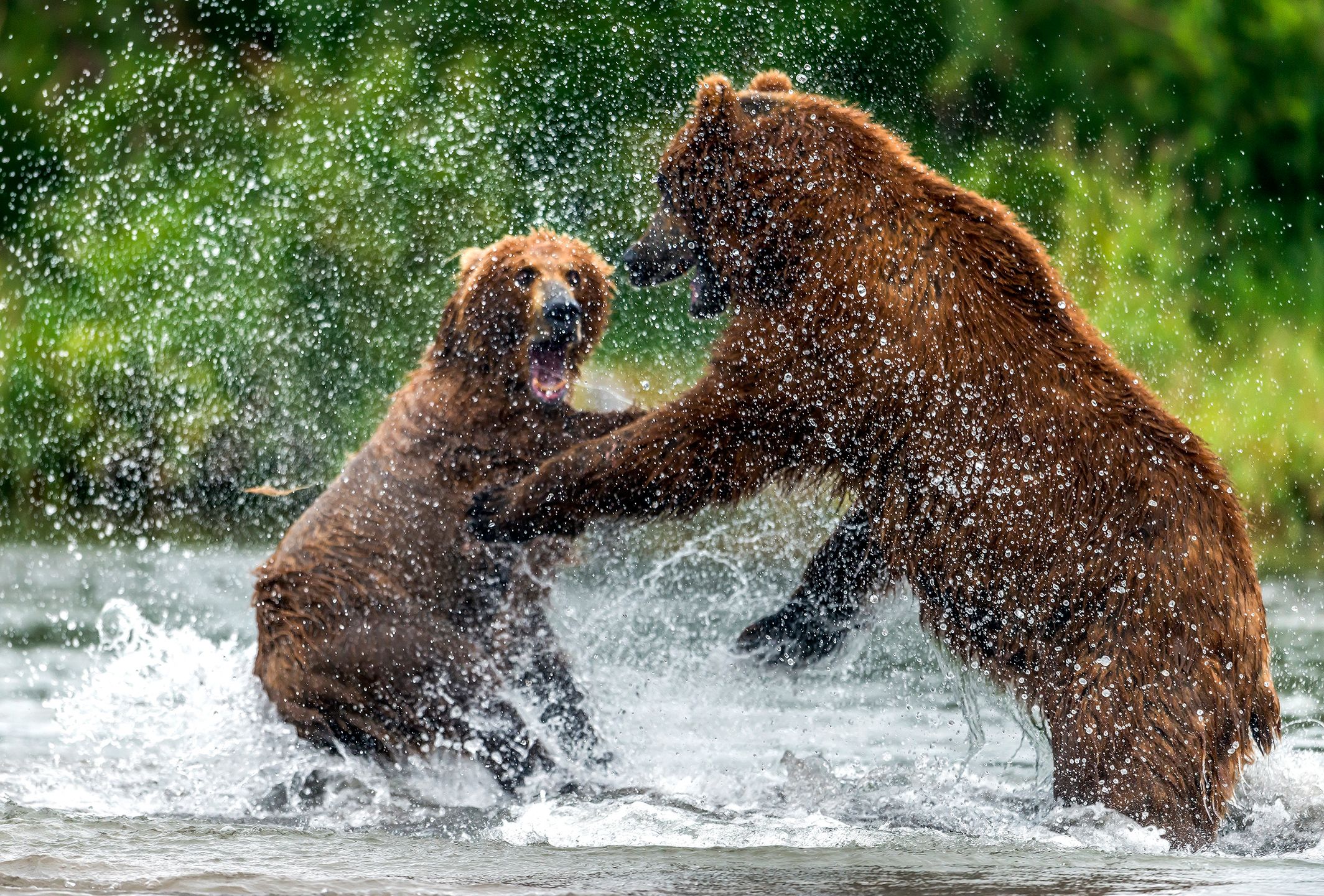 Dzikie niedźwiedzie w obiektywie fotografa 3