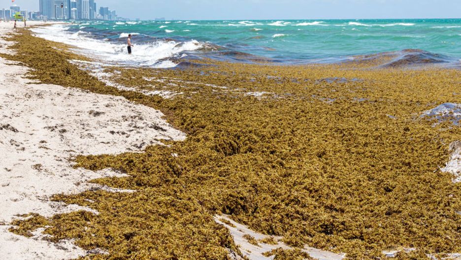 Glony zasypały plaże Florydy 