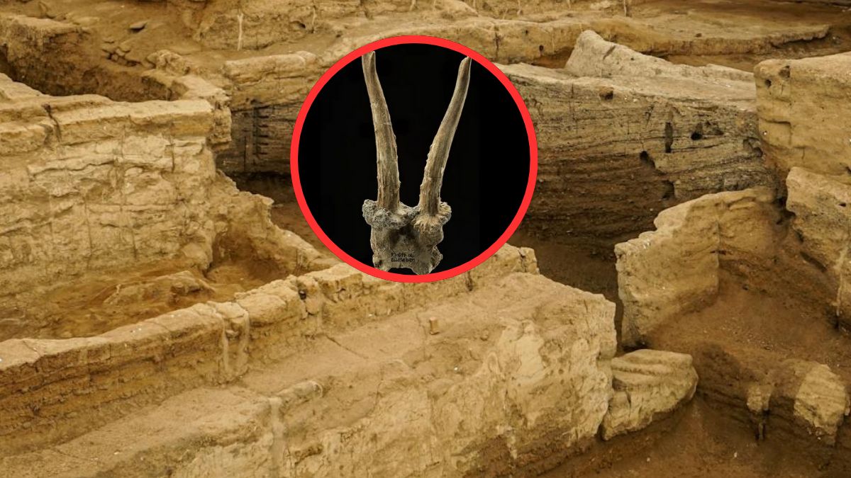 Archeolodzy zaskoczeni odkryciem w Niemczech