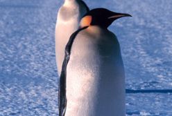 Naukowcy znaleźli, gdzie jest najczystsze powietrze na Ziemi. Z dala od działalności człowieka