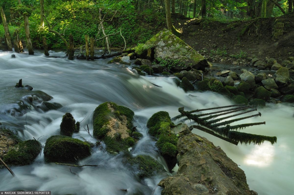 Drawieński Park Narodowy – gdzie jest, co warto o nim wiedzieć?