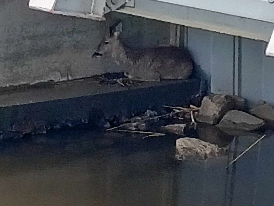 Jelonek pod płockim molo postawił służby na nogi! [Zdjęcia]
