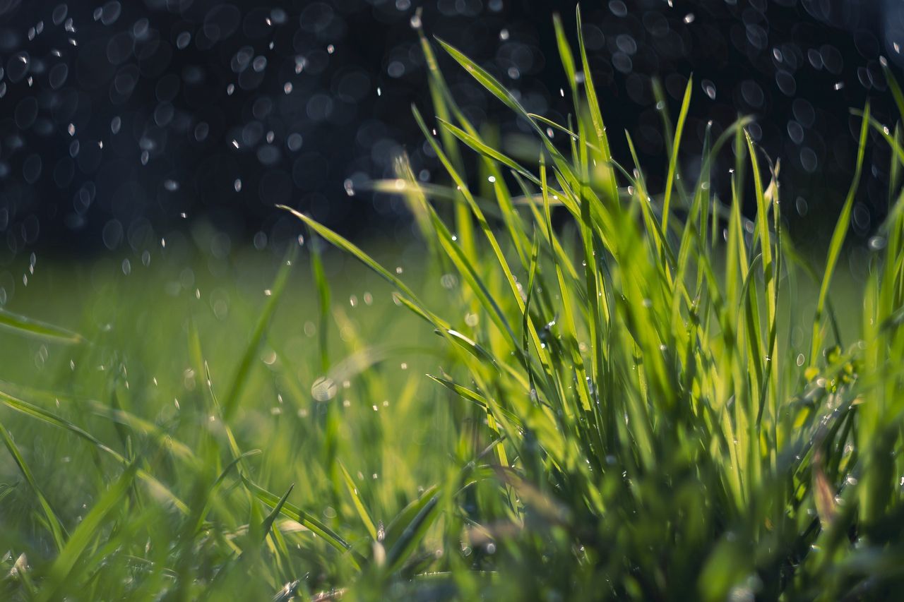 Summer lawn care: Tips for lush, green grass all season long