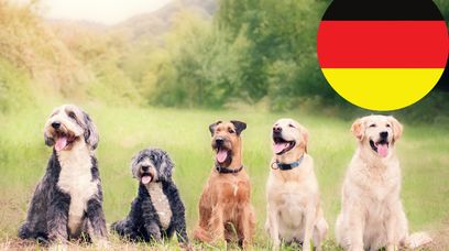 Ludzie-psy w Berlinie. Tysiąc psów spotkało się na dworcu