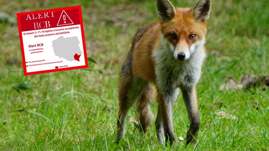  Jesienna akcja na Podkarpaciu. "Uwaga! Nie dotykaj kapsułki"