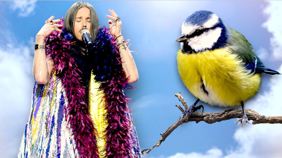 Ptaki, które wyglądają jak Michał Szpak