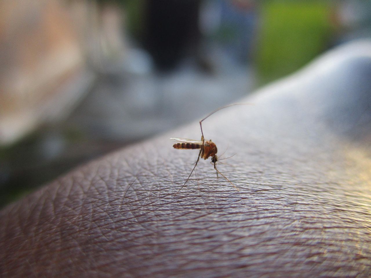 Studenci badają, jakie wirusy roznoszą komary