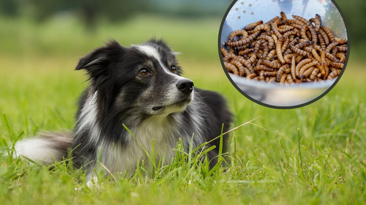 Polska firma specjalizuje się w produkcji mąki na bazie owadów