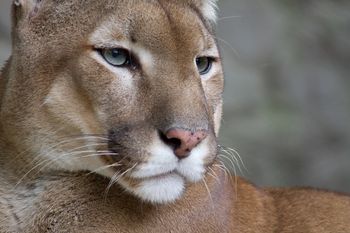 Puma widziana w gminie Gołymin-Ośrodek? Pilny apel do mieszkańców kilku miejscowości