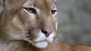 Puma widziana w gminie Gołymin-Ośrodek? Pilny apel do mieszkańców kilku miejscowości