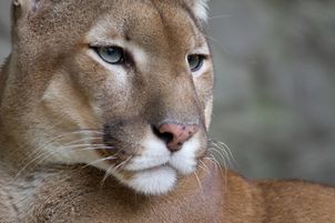 Puma widziana w gminie Gołymin-Ośrodek? Pilny apel do mieszkańców kilku miejscowości