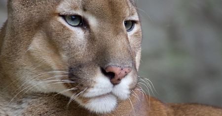 Puma widziana w gminie Gołymin-Ośrodek? Pilny apel do mieszkańców kilku miejscowości