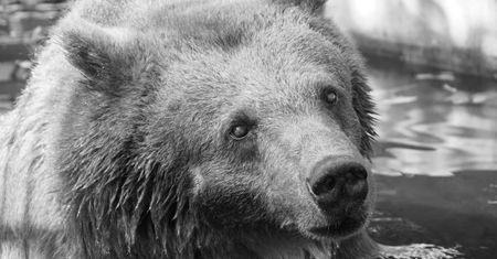 Nie żyje Sabina. Warszawskie zoo w żałobie