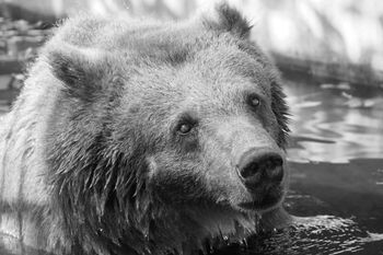 Nie żyje Sabina. Warszawskie zoo w żałobie