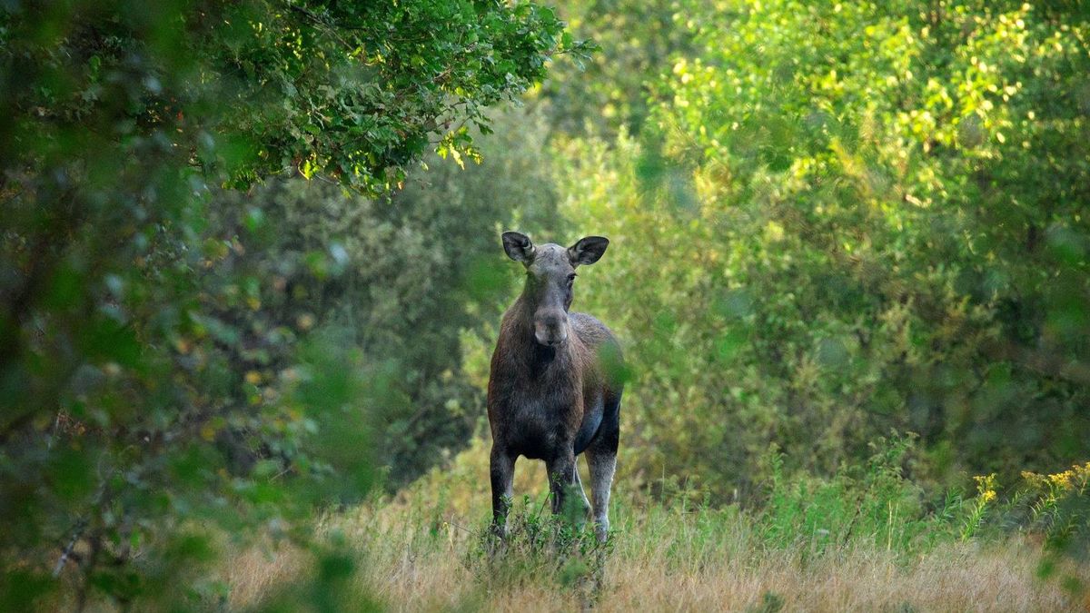 Kolejny łoś nie żyje