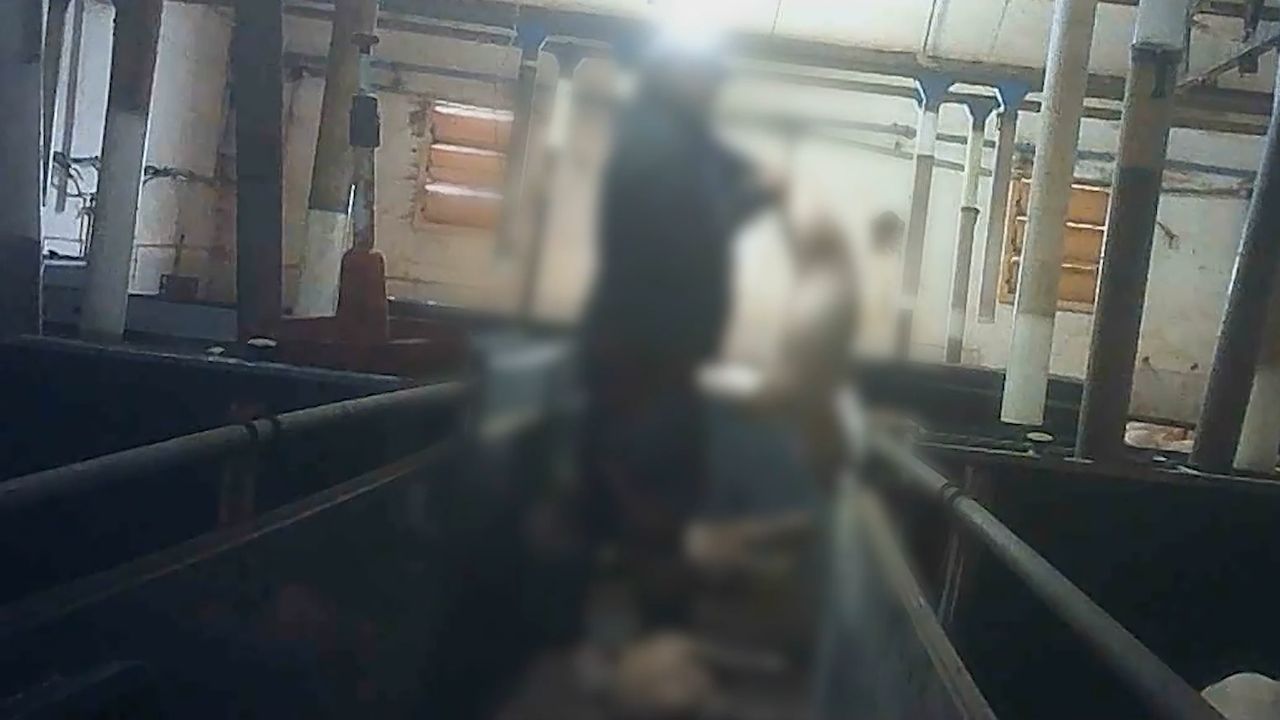 Koszmar zwierząt na fermie. Ujawniamy nagrania [+18]