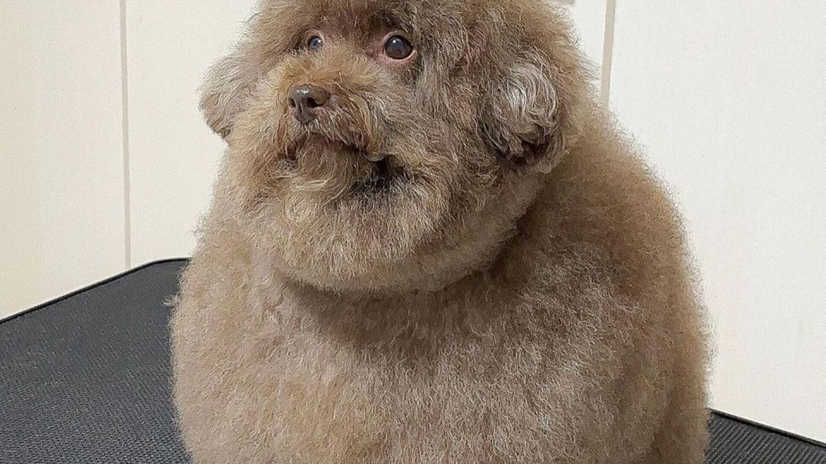 Mohu robi furorę w mediach społecznościowych