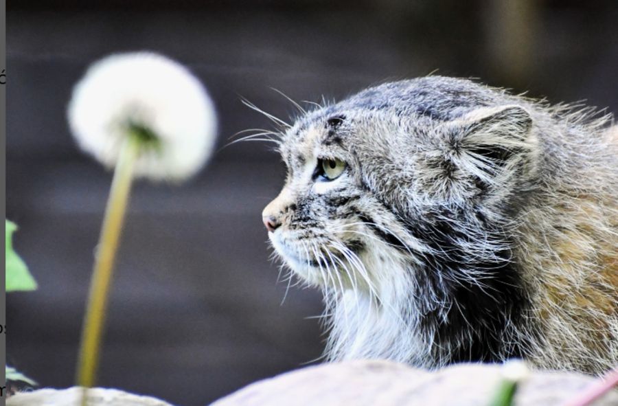 Polski manul zdyskwalifikowany w międzynarodowym konkursie