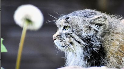 Polski manul zdyskwalifikowany w konkursie. Reaguje były premier