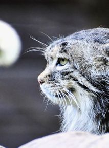 Polski manul zdyskwalifikowany w konkursie. Reaguje były premier