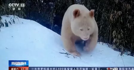 Jedyna na świecie panda-albinos złapana na filmie. Jest przepiękna!