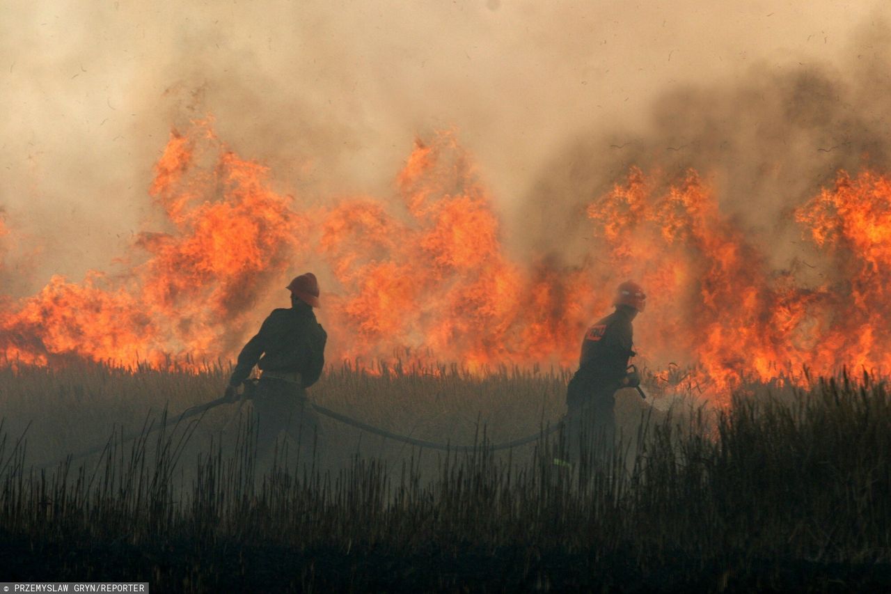 Ogromny pożar w Wielkopolsce. Spłonęły hektary zboża