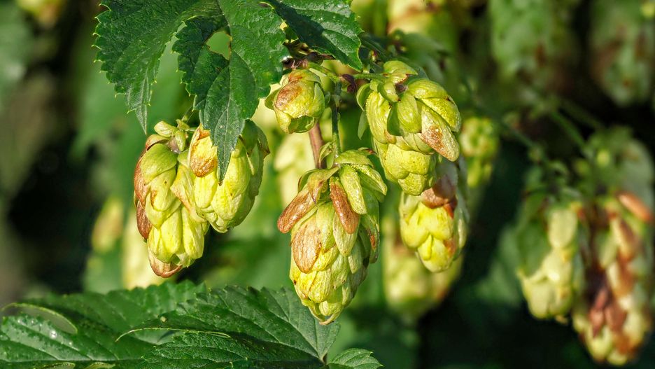 Szyszki chmielu są idealne na nalewkę