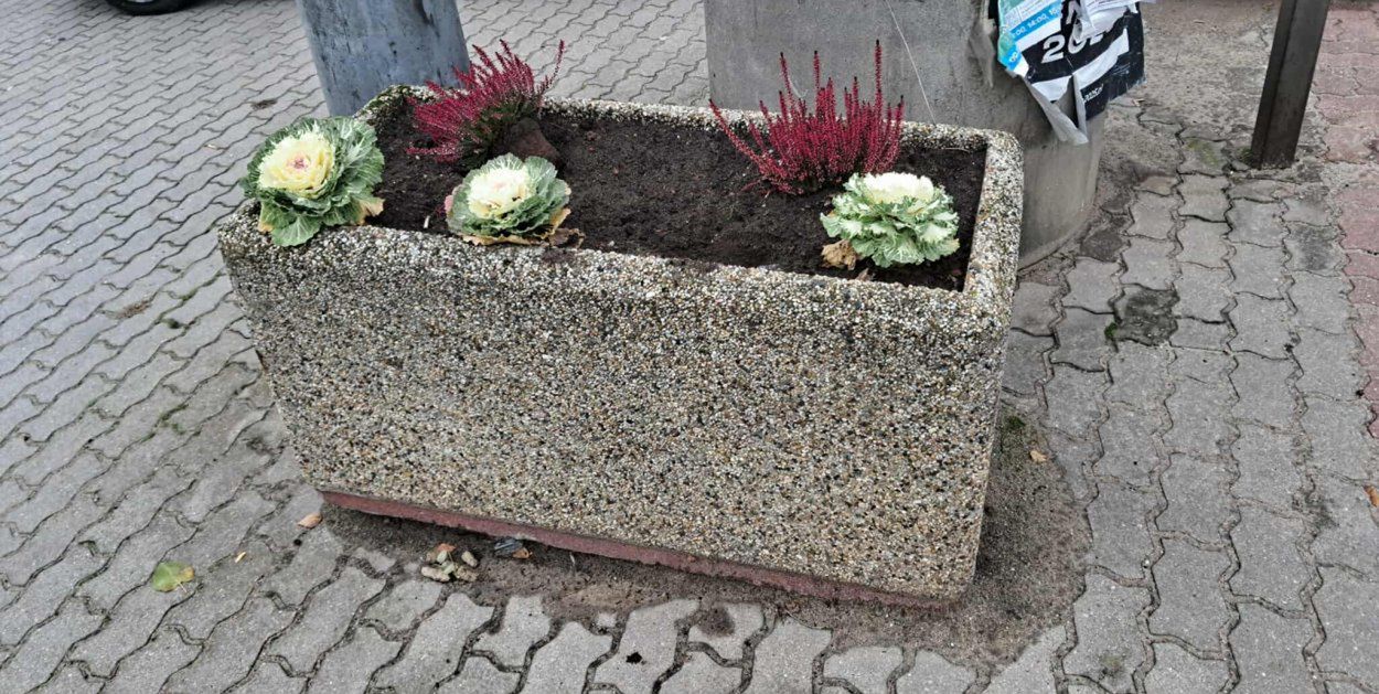 Pułtusk: Kolejne kradzieże w centrum miasta. Skradziono 90 roślin