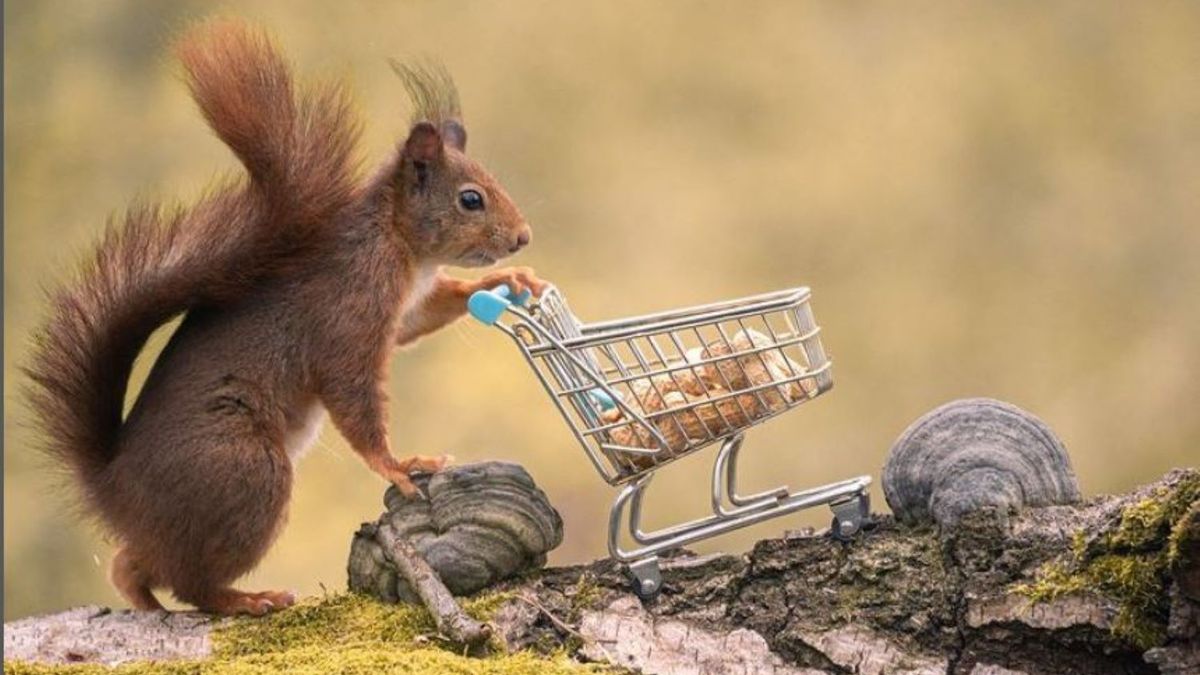 Przeżył piekło wojny. Spokój przyniosło mu fotografowanie wiewiórek 1