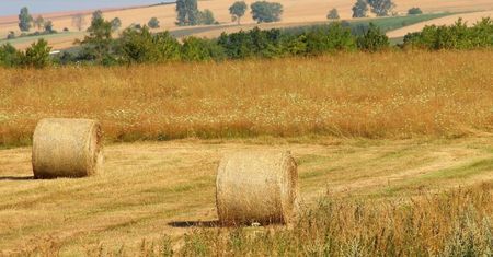 Co wiesz o żniwach i wsi? Sprawdź się