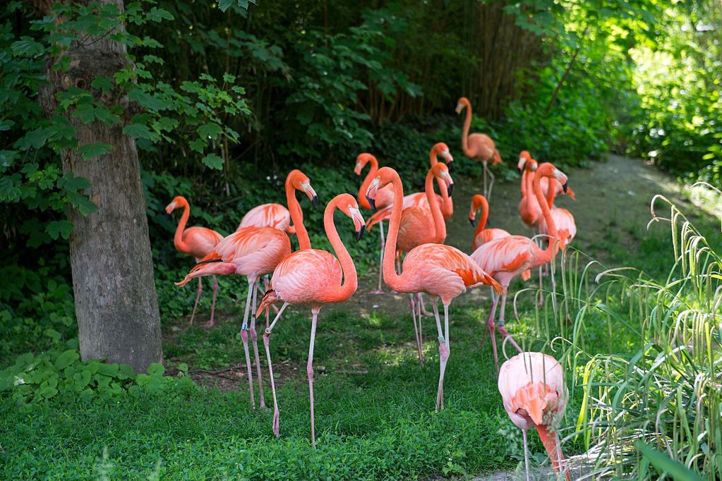 Najpiękniejsze ogrody zoologiczne świata. Zdecydowanie warto je odwiedzić