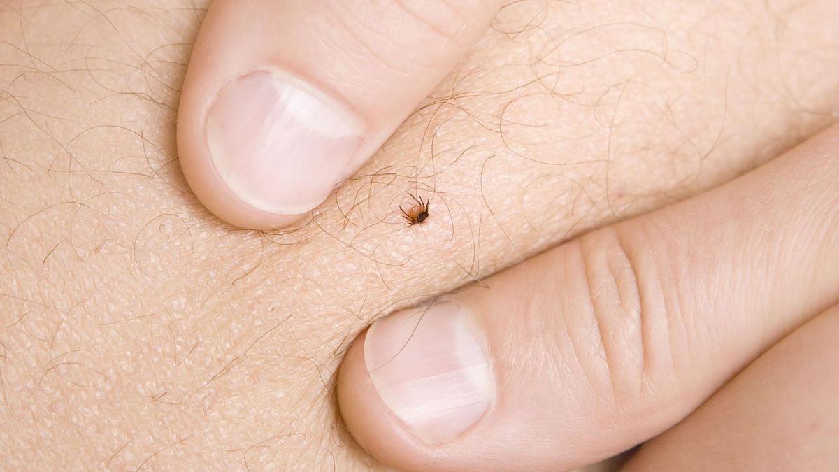 Pora aktywności kleszczy. Wiemy, kiedy najłatwiej je złapać