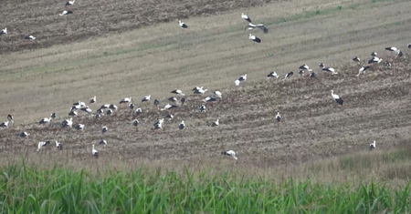 Nawet pół tysiąca bocianów na polu. Niecodzienny widok sejmiku na Lubelszczyźnie