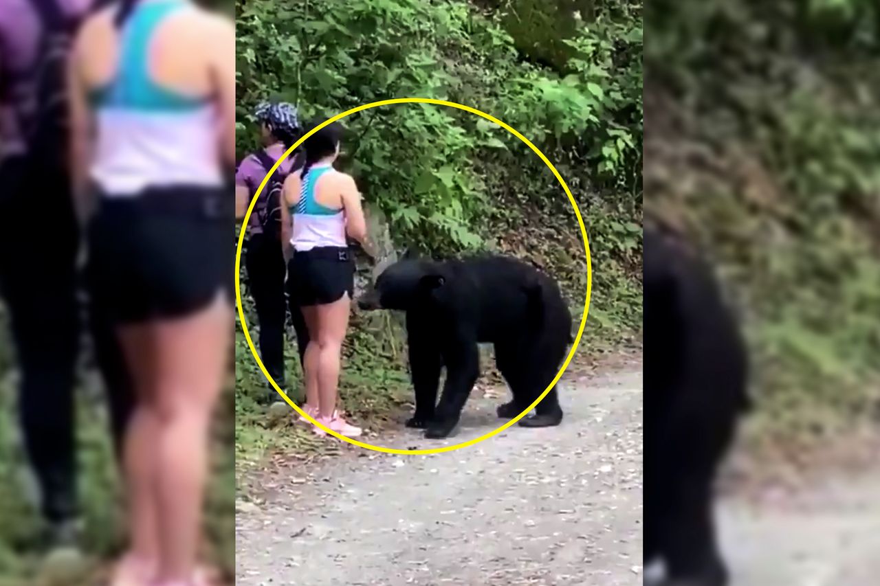 Zrobiła selfie z niedźwiedziem. Czy był to dobry pomysł?