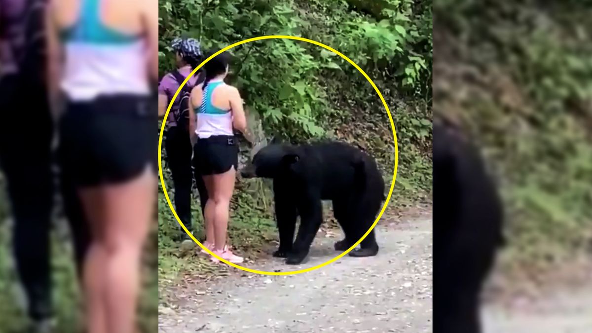 Zrobiła selfie z niedźwiedziem. Czy był to dobry pomysł? 1