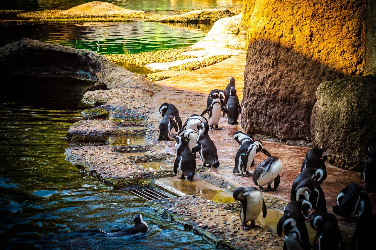 Baby boom we wrocławskim zoo. Na świat przychodzi coraz więcej zwierząt