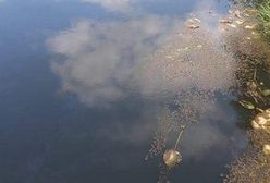 Dolina Baryczy. Marszałek województwa na ratunek. 400 tys. zł na zakup specjalnych pomp