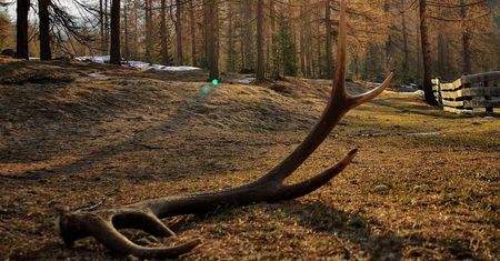 Znalazłeś poroże i chcesz je zabrać do domu? Leśnicy mówią jasno