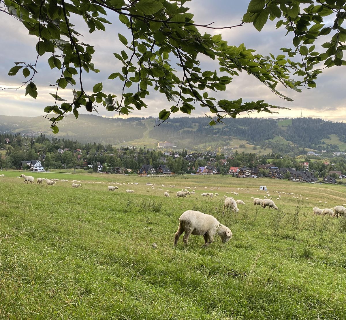 Widok z Drogi pod Reglami