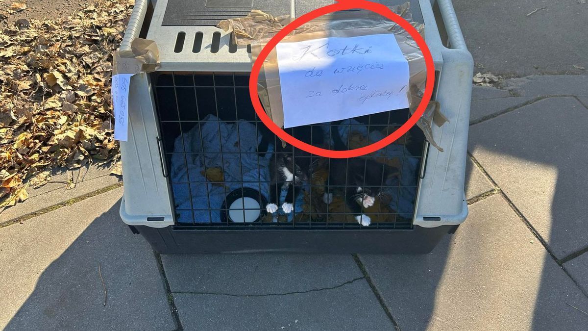 Chciał sprzedać kocięta. To napisał na ogłoszeniu