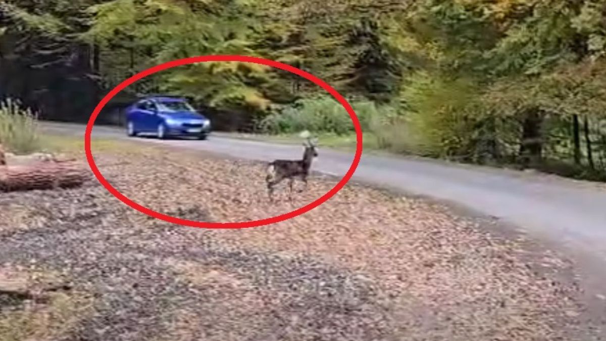 Daniel wyskoczył na jezdnię. Leśnik wszystko nagrał