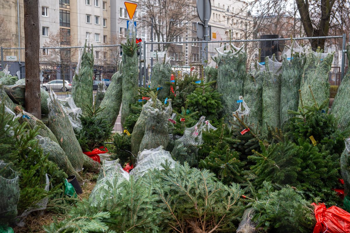 Warszawa. Stoisko choinek, fot. Zarząd Dróg Miejskich