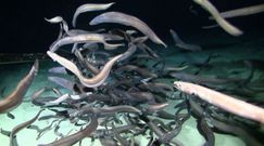 Odkrycie z dna oceanu. Naukowcy nie kryli zaskoczenia