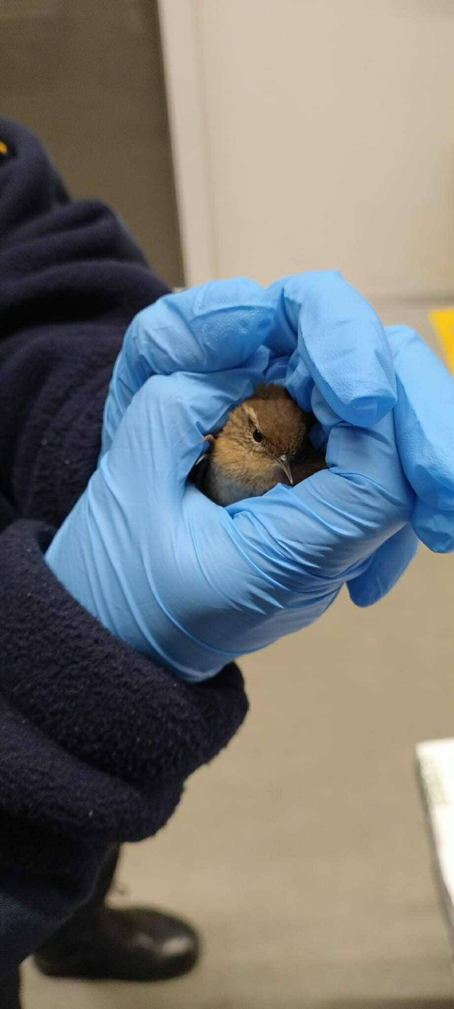 Strzyżyk w opałach