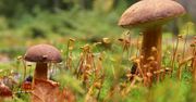 Wysyp grzybów. To stąd pochodzi najwięcej zgłoszeń