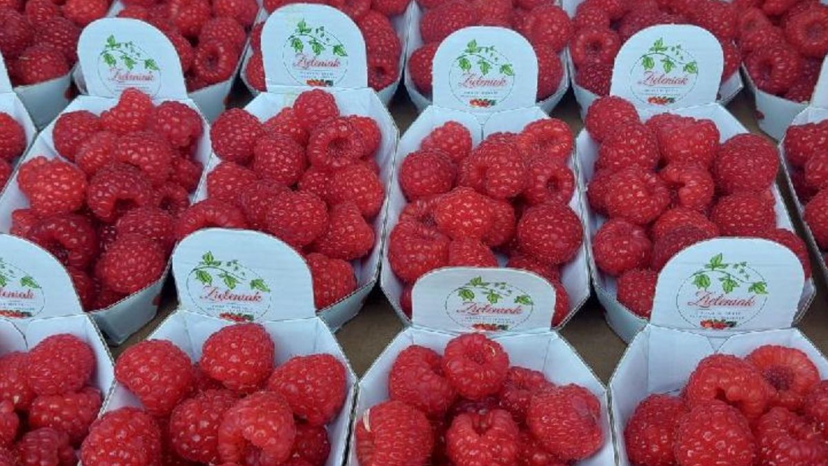 105 zł za kilogram polskich malin w połowie kwietnia