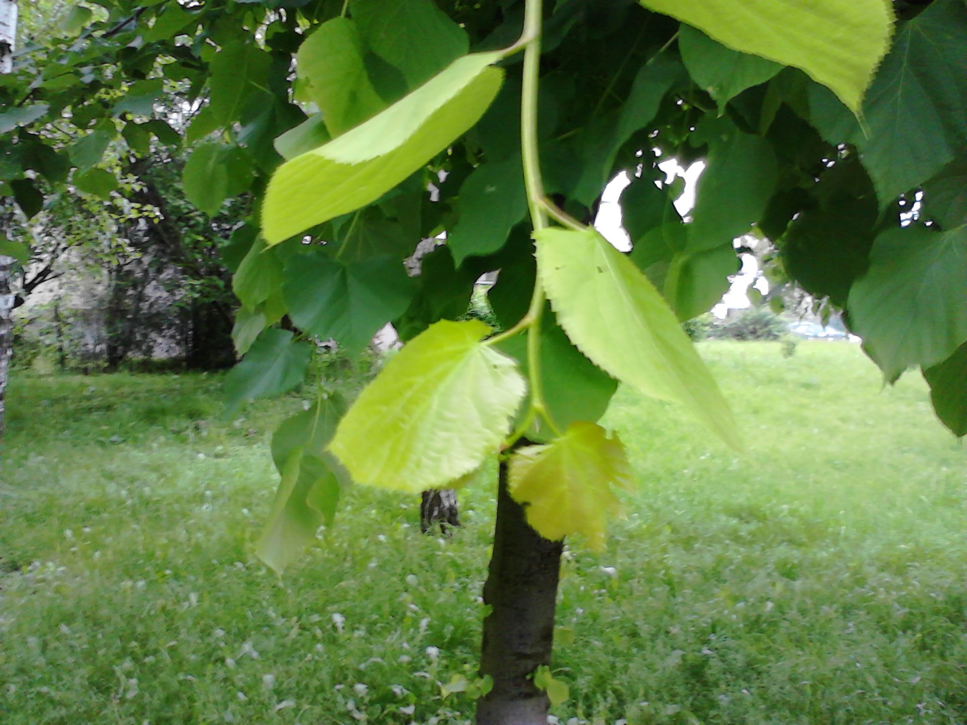 Nokia X - test 24