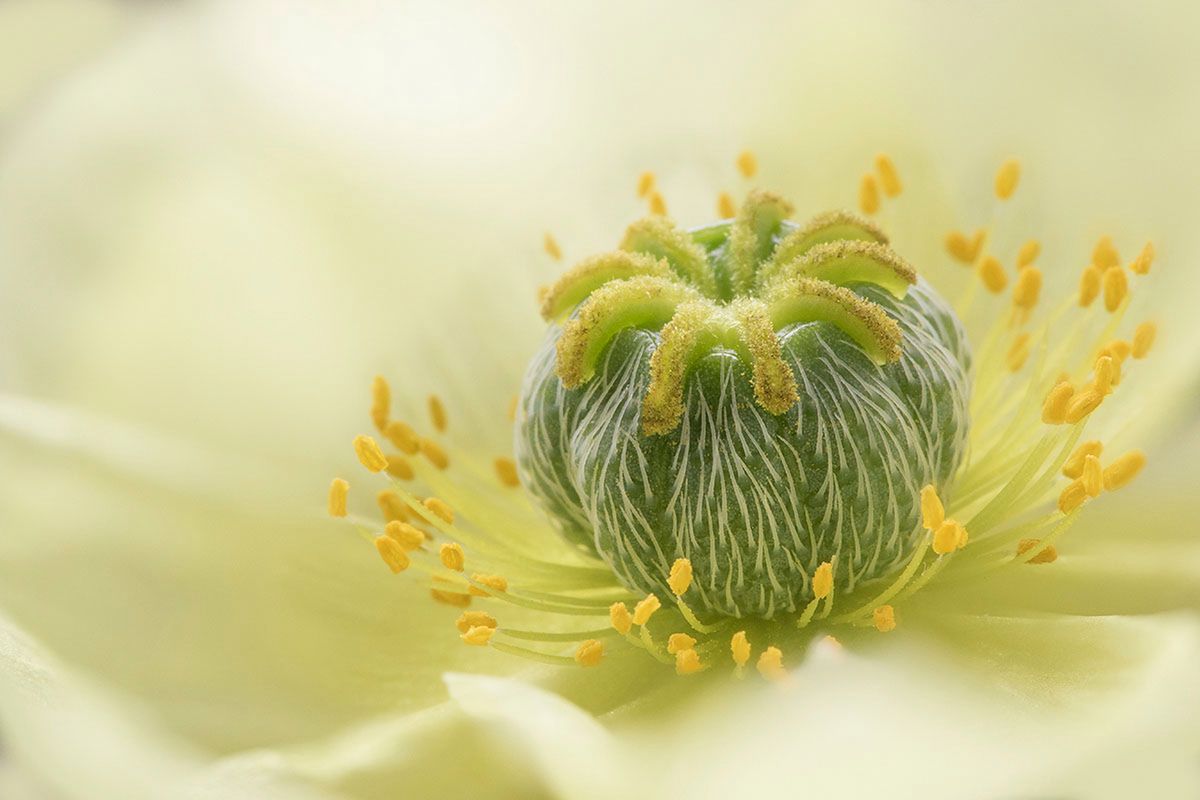 Najlepsze zdjęcia makro 12 edycji konkursu Garden Photographer of the Year 10