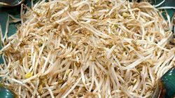 Kiełki z marketu - bomba zdrowia czy źródło bakterii? Sprawdź, zanim dodasz je do sałatki